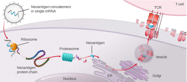 Image from Moderna program materials on the Individualized Neoantigen Therapy, showing how the mRNA encodes a chain of 